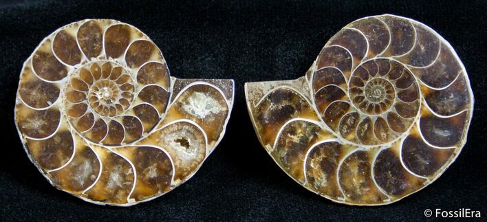 Inch Split Ammonite Pair #2666